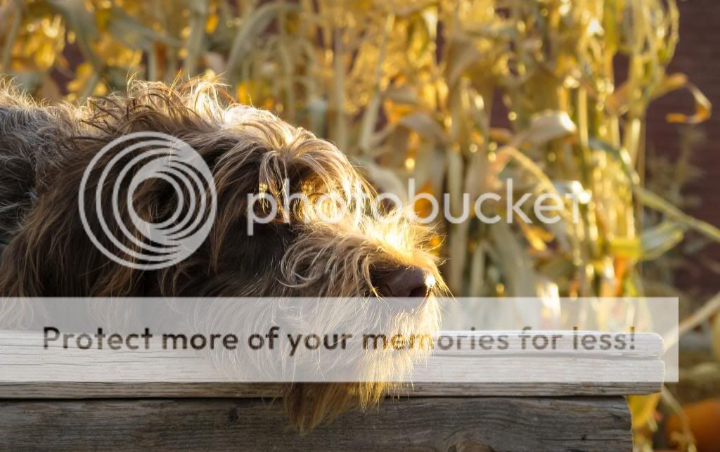 IMG_6337-002-2.jpg~original