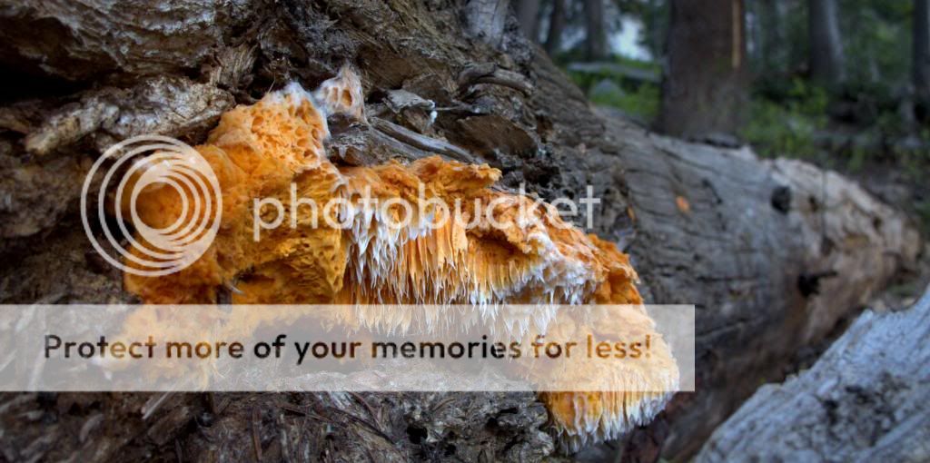 Lake_Mary_Fungus_2.jpg~original