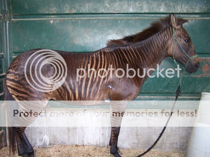 IMAGE(http://i316.photobucket.com/albums/mm334/Daniellecarson/zorse.jpg)