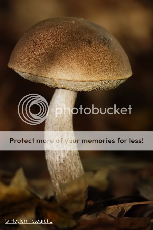 Fotografie