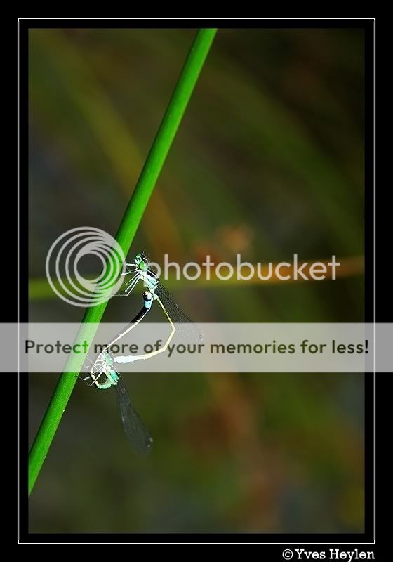 Fotografie