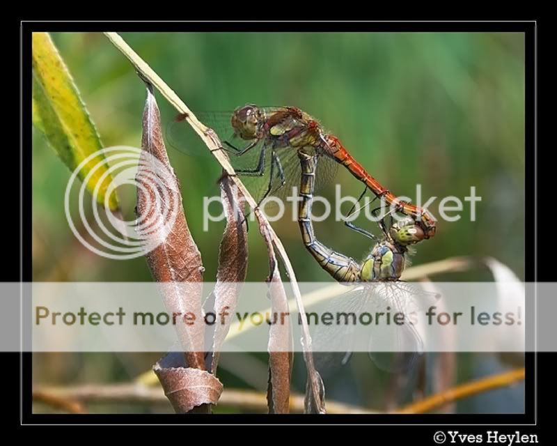 Fotografie