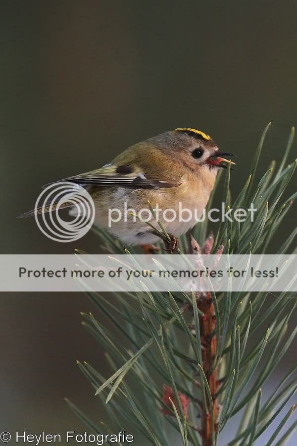 Fotografie