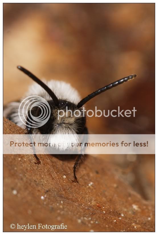 Fotografie