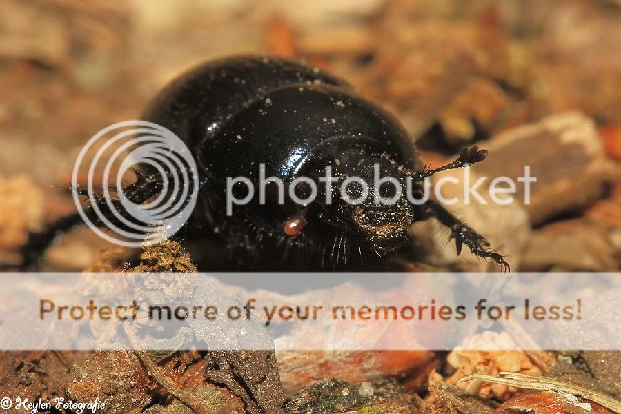 Fotografie