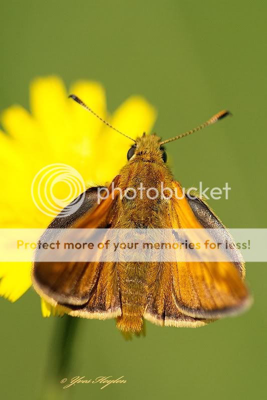 Fotografie