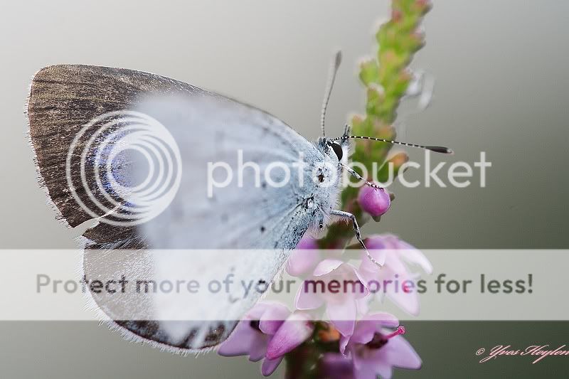 Fotografie