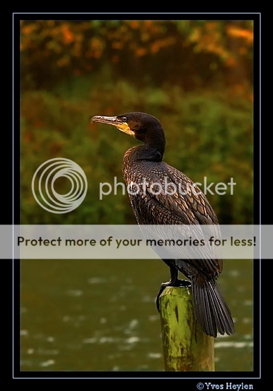 Fotografie