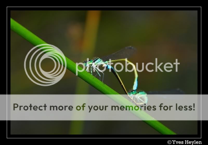 Fotografie