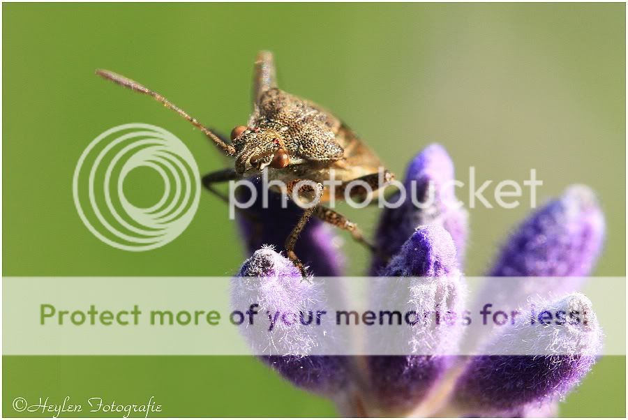 Fotografie