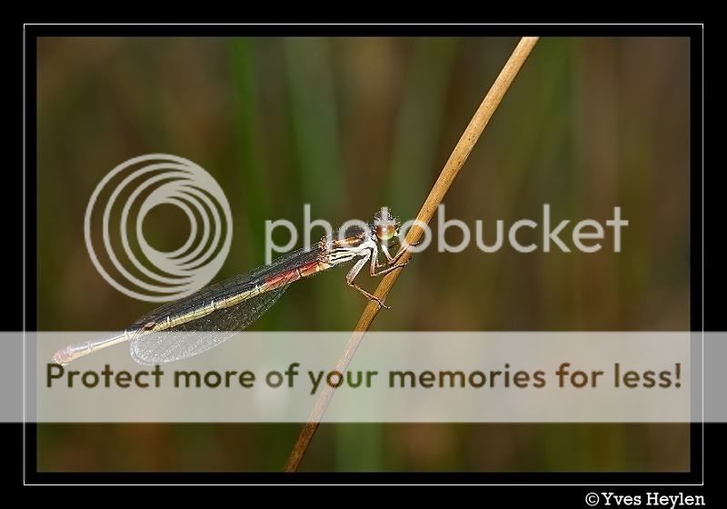 Fotografie