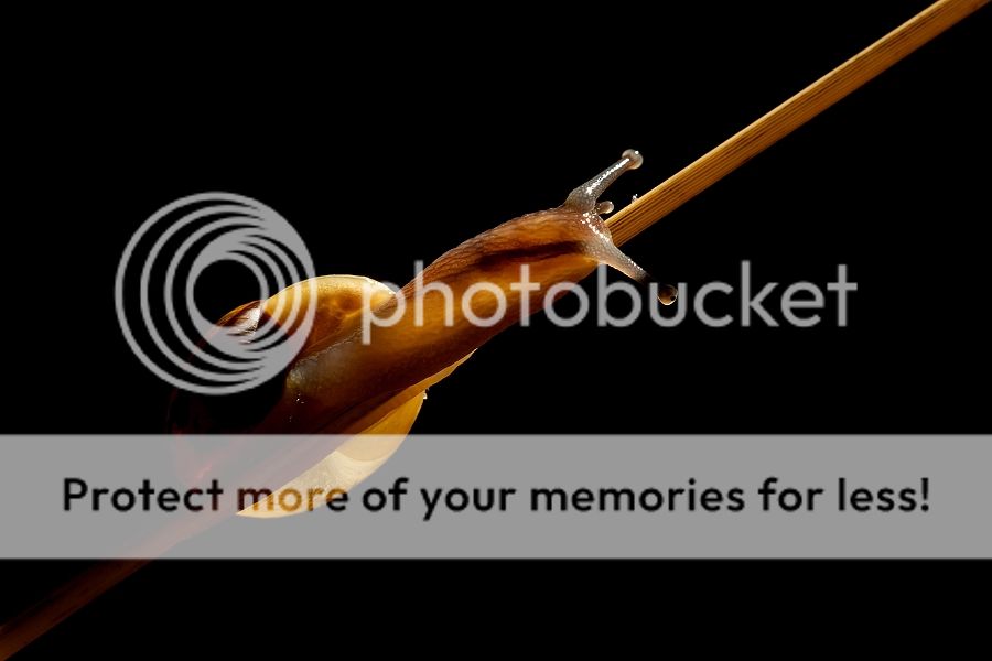 Fotografie