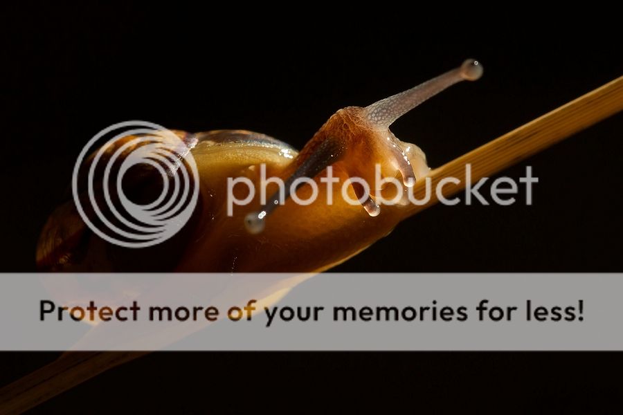 Fotografie