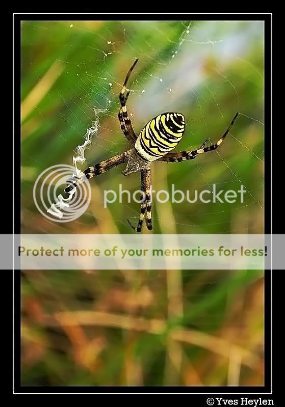 Fotografie