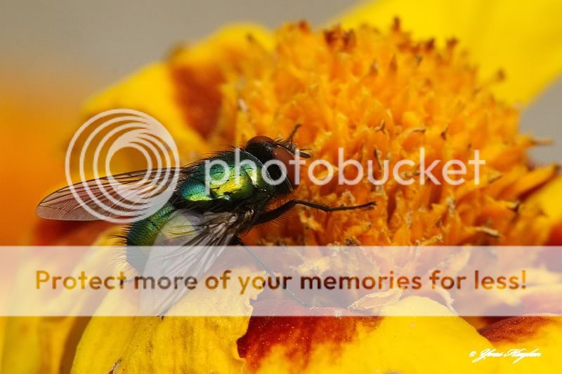 Fotografie