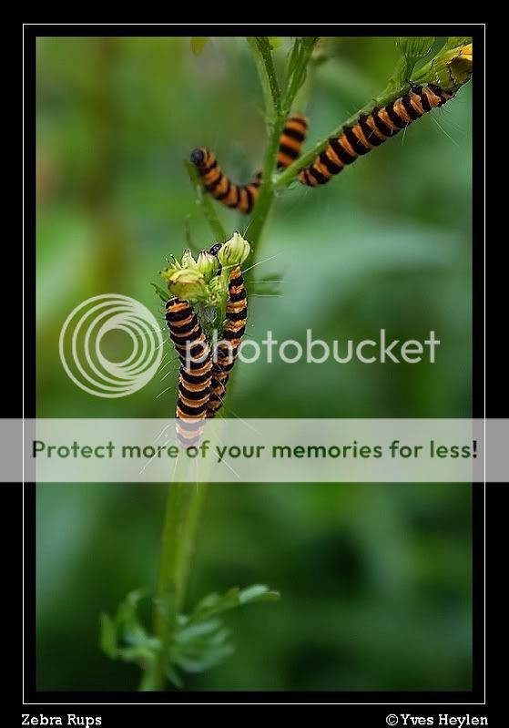 Fotografie