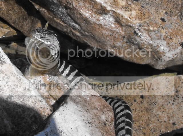 watersnake2.jpg