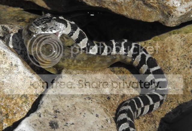 watersnake4.jpg