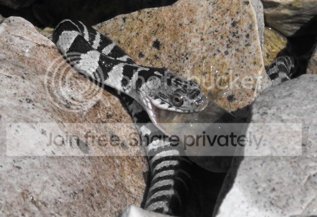 watersnake5.jpg
