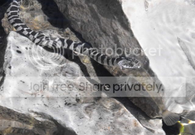 watersnake7.jpg
