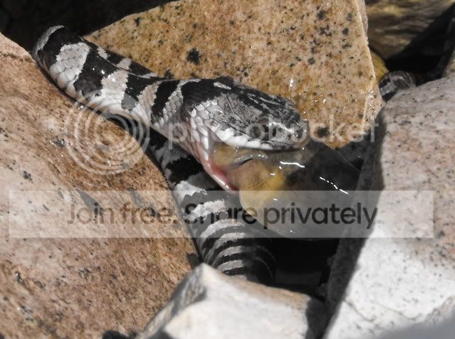 watersnake8.jpg