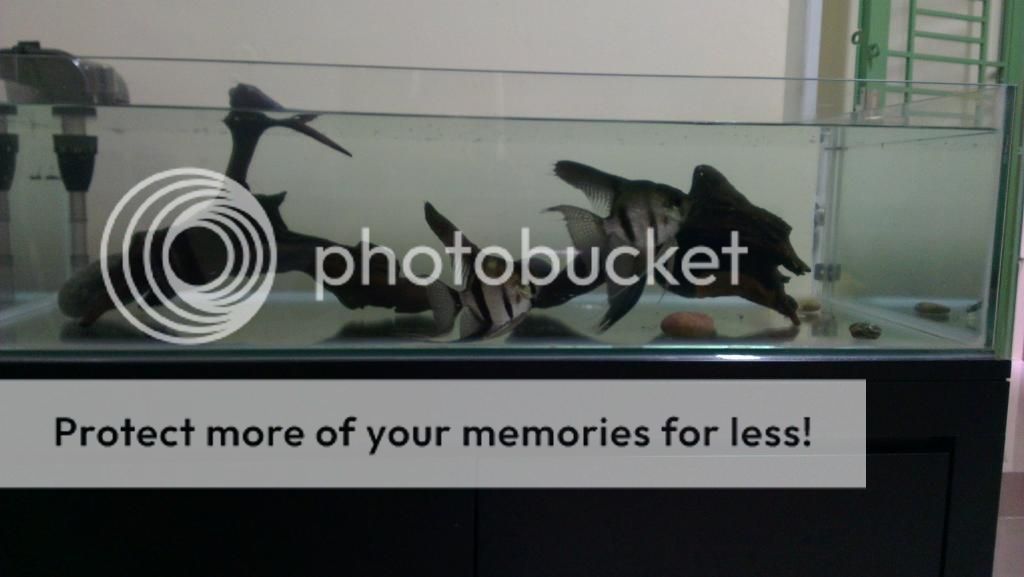 Dư dùng cần bán 2 hồ cá và thủy sinh (Hồ không đụng hàng kekeke) - 1