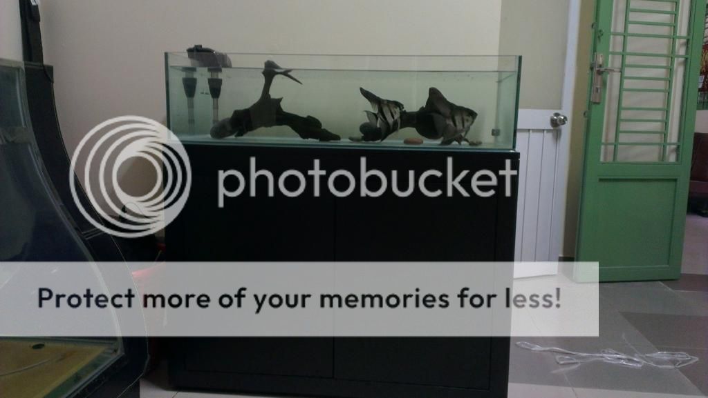 Dư dùng cần bán 2 hồ cá và thủy sinh (Hồ không đụng hàng kekeke)